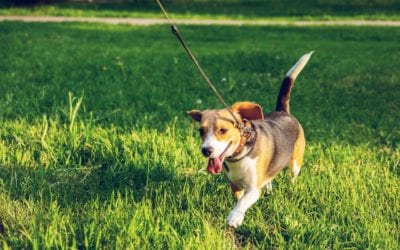 Protecting Your Pet Against the Spring Surge of Parasites