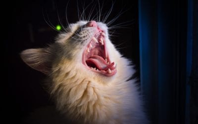 What Cat Owners Need to Know About Feline Odontoclastic Resorptive Lesions