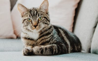 What Cat Owners Should Know About Hairballs