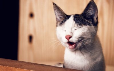 Does Your Cat Make You Sneeze? Tips on Managing Your Cat Allergies