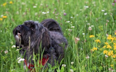 5 Signs of Seasonal Allergies In Pets