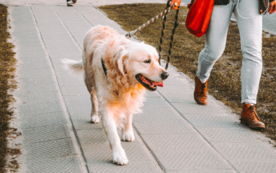 How to Train Your Dog to Walk Calmly on a Leash