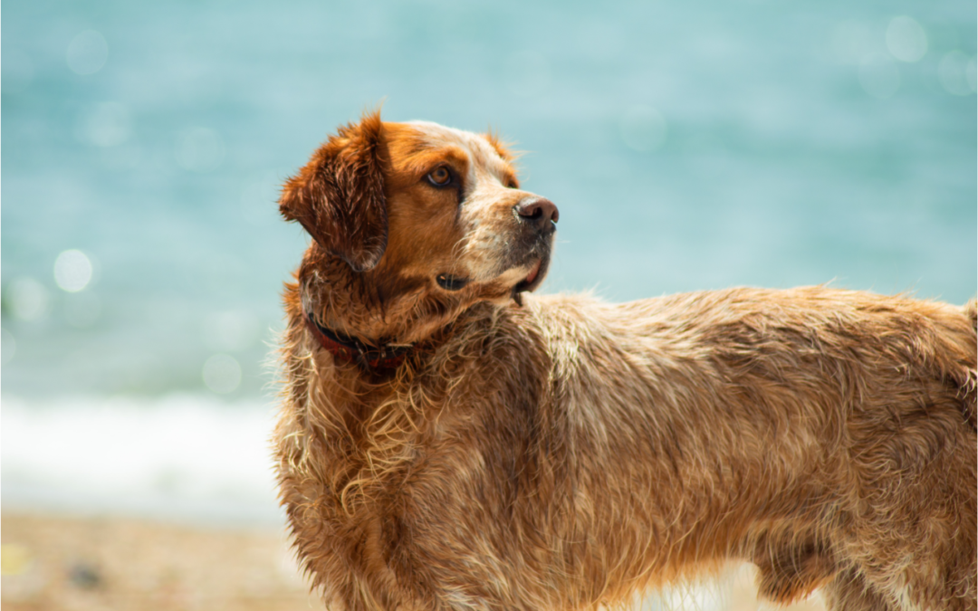 4 Fun Ways to Have a Cool Pet in the Summer Heat - FMA Animal Hospital