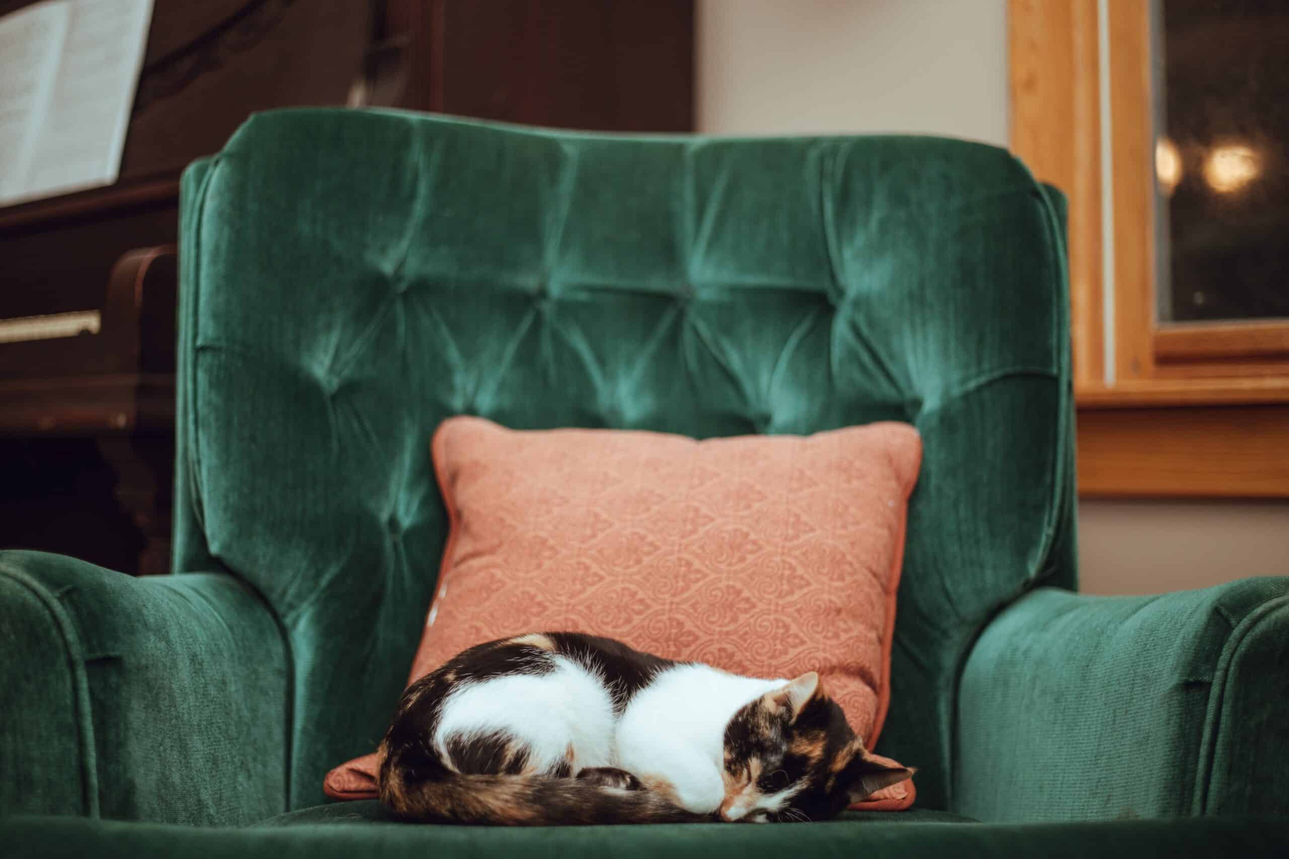 View of How To Help Your Arthritic Cat - FMA Animal Hospital