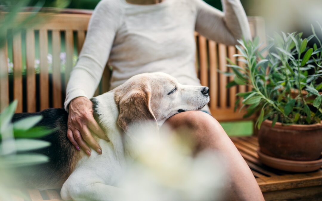 Why Adopting a Senior Pet is the Ultimate Act of Compassion